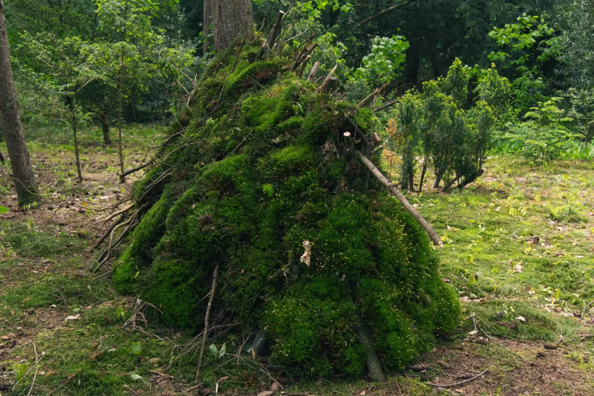 Refugio natural cubierto de musgo en el curso de supervivencia y bushcraft.
